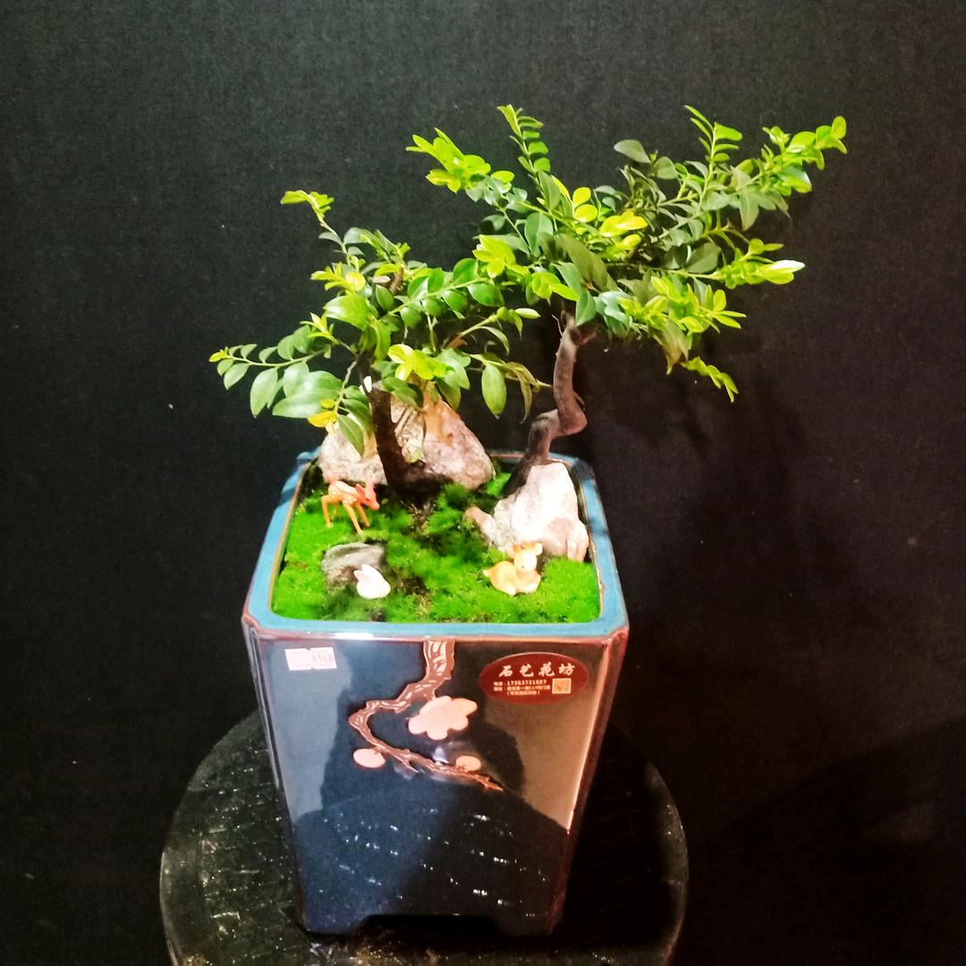 安化鹏洋花卉店