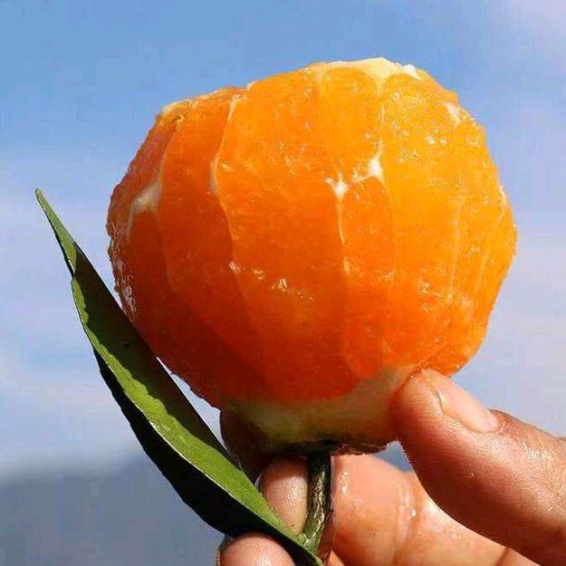 奉节县森林副食店