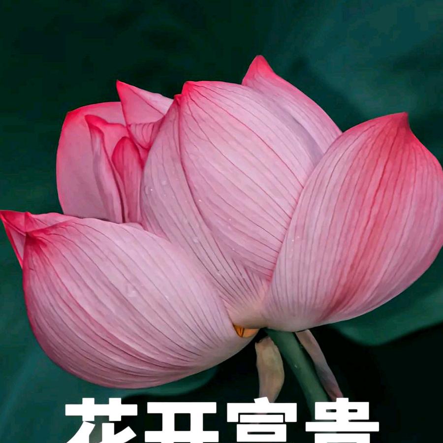 幸福快乐乐