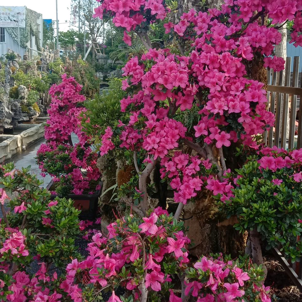 刘广淑