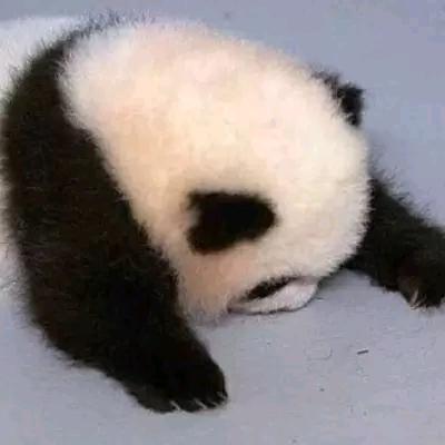 hh猪笑头像