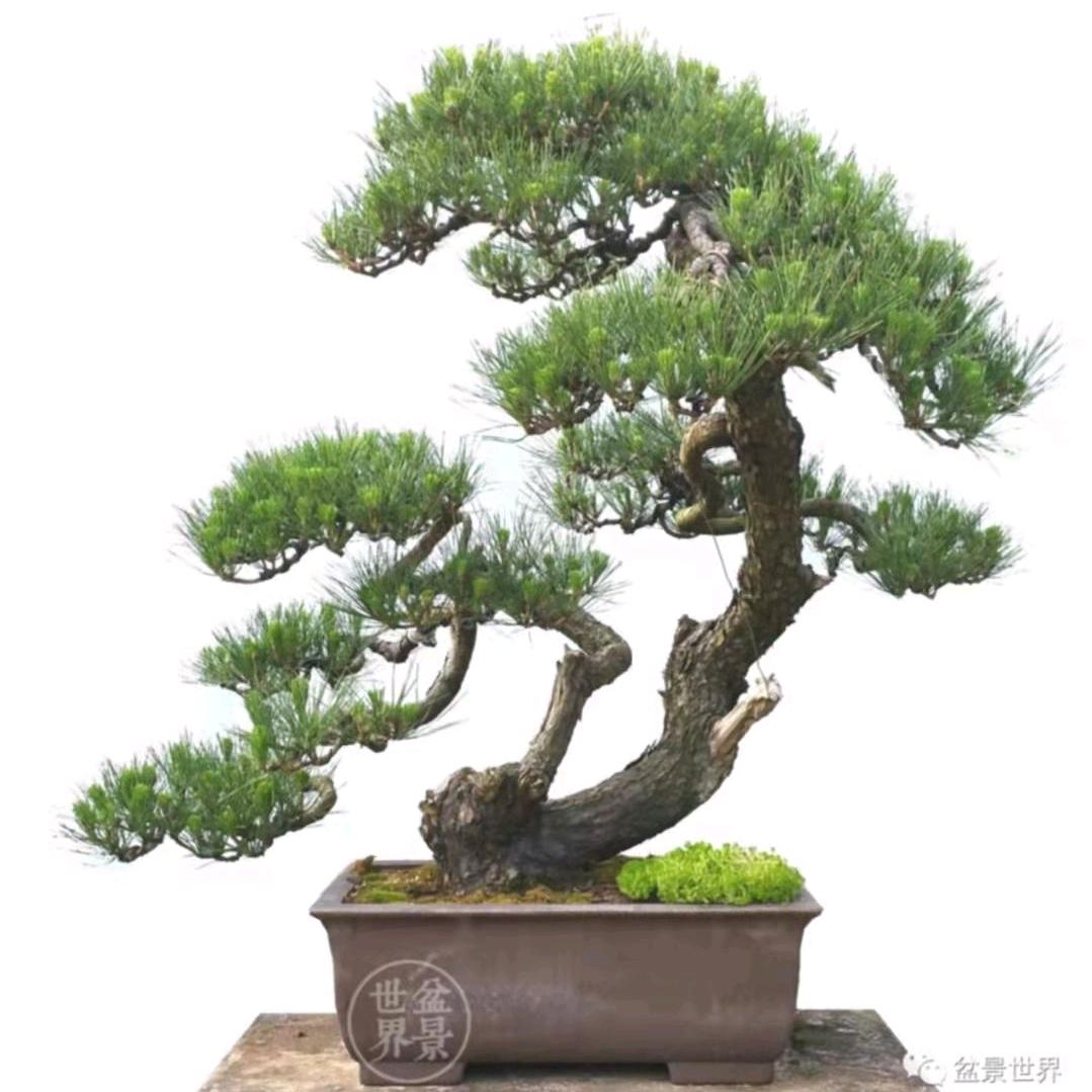 醉翁亭（盆景园）