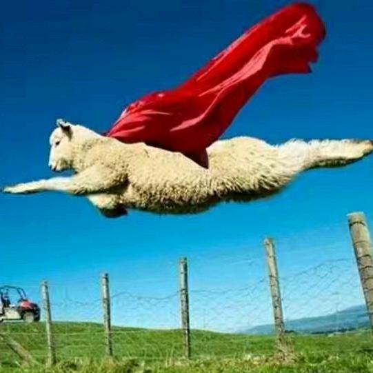 燕窝湖羊养殖场