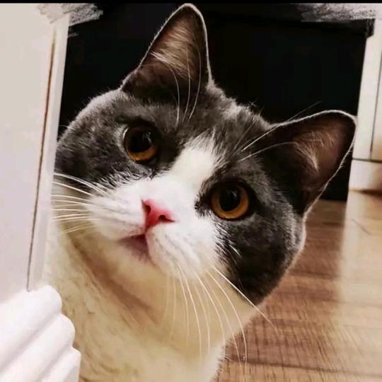 愿青