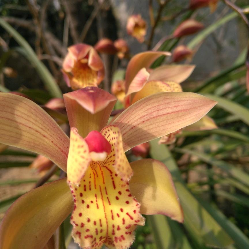 源源（尊师沈酒）