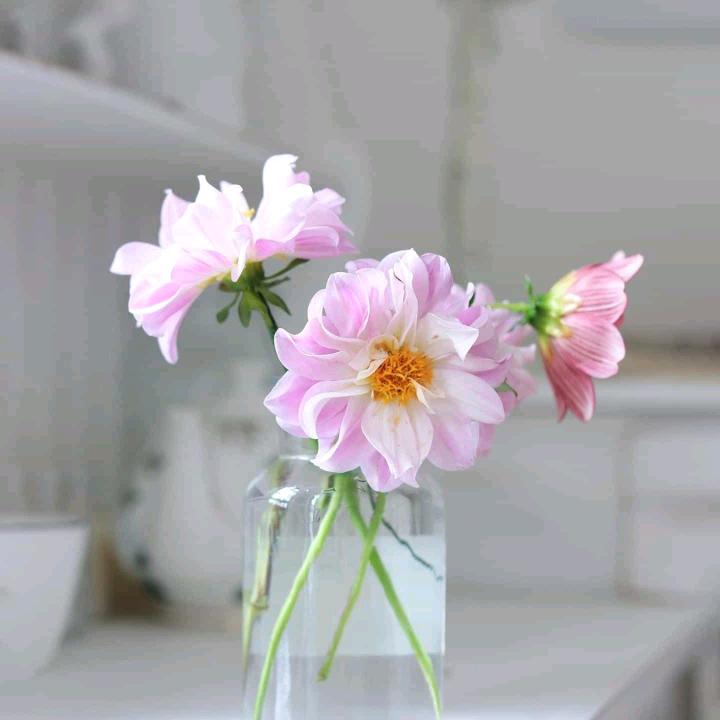 纯梓