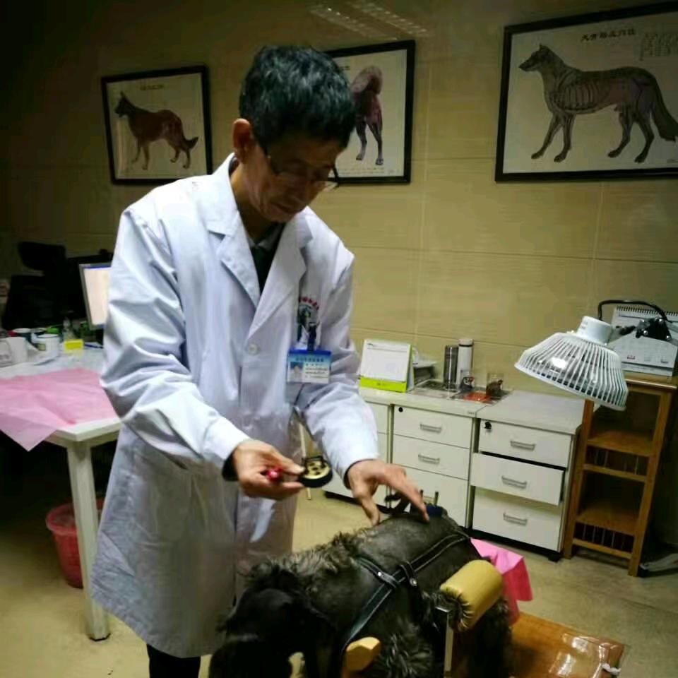 北京宠物针灸-李文