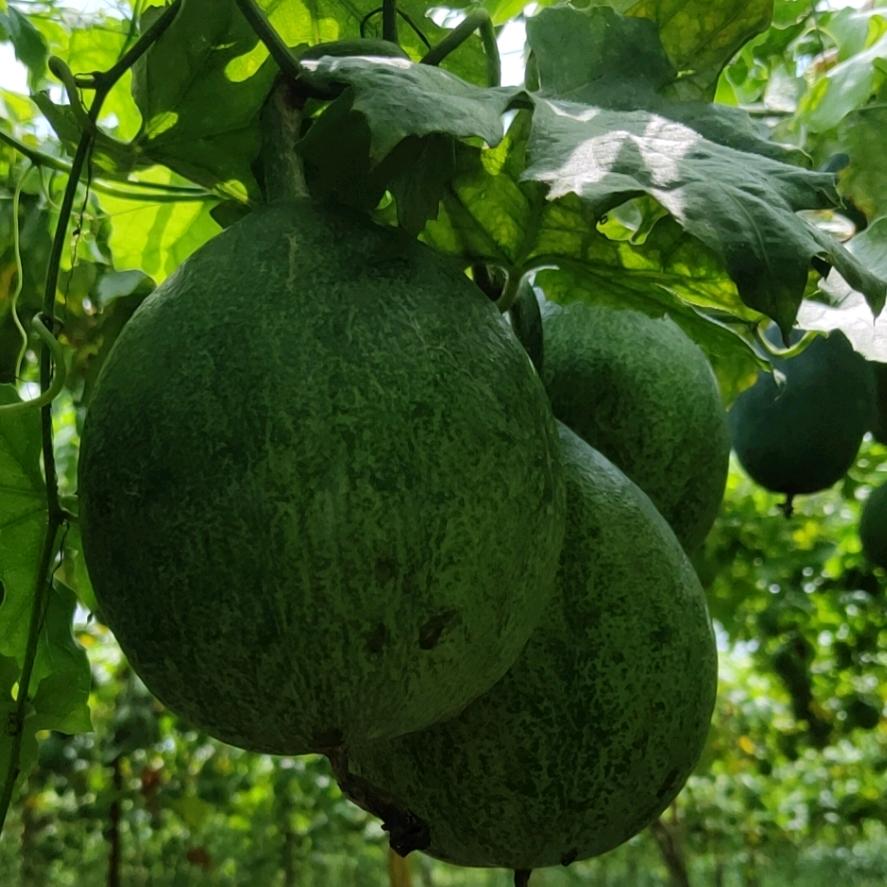 润德瓜蒌（刘刘）