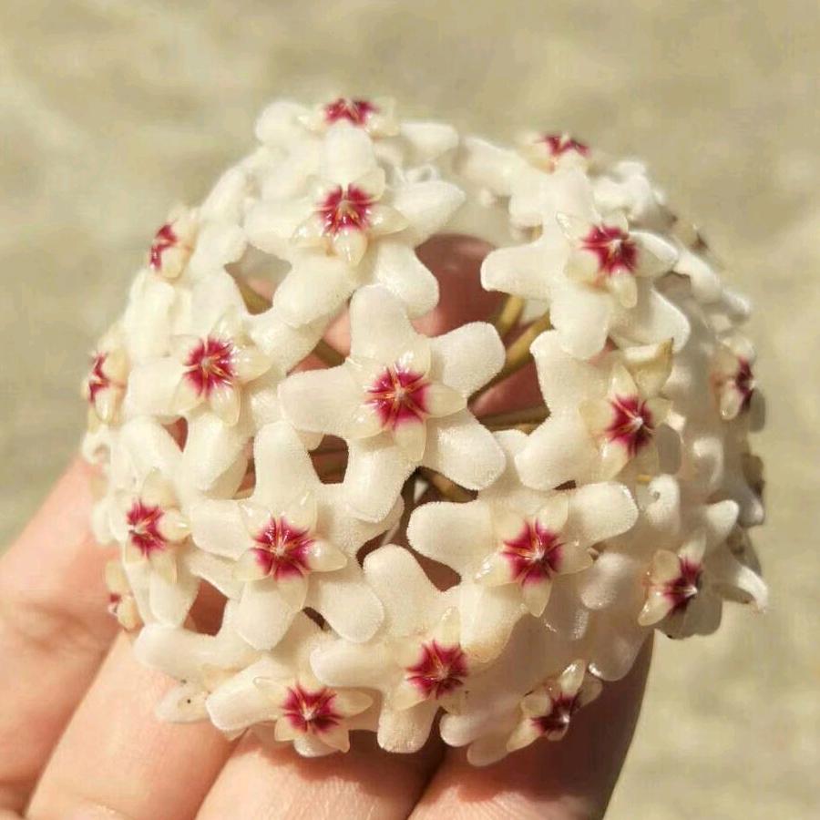ঞৣ᭄陈蒙້໌ཽ厚爱ꦿꕥ🌴