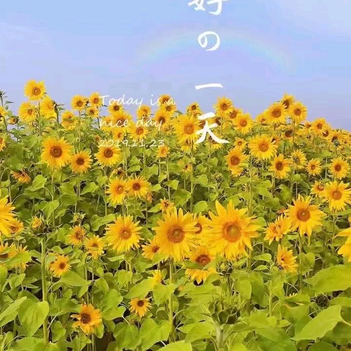 竹报平安~