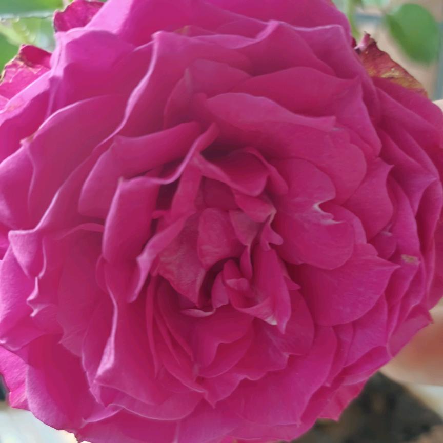 芬姐水果杂货店