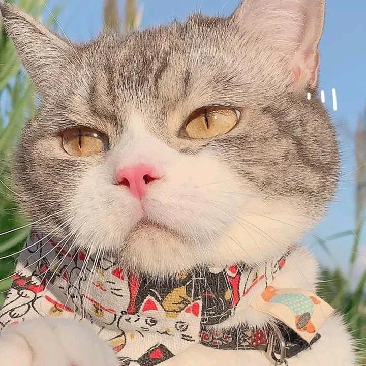 小猪快跑～