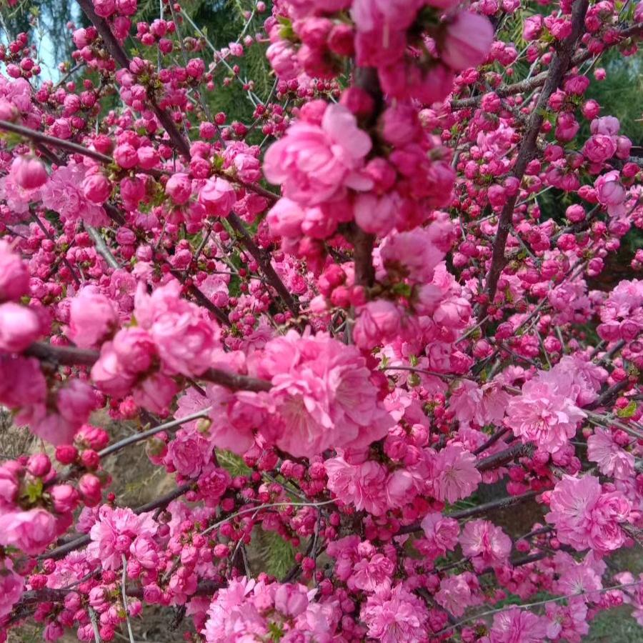 爱花韩姐