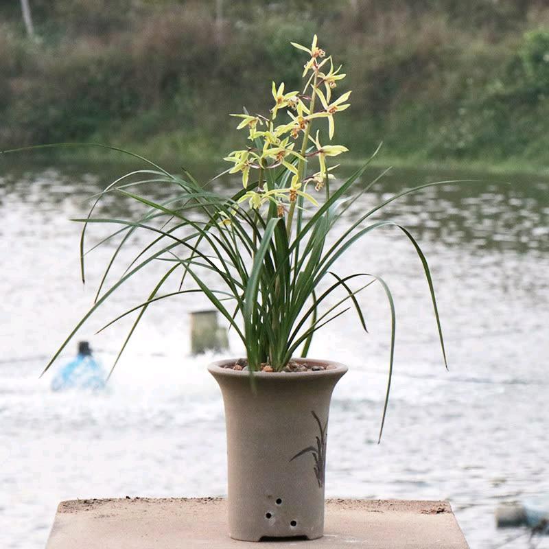 顺子兰花