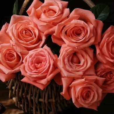 带刺玫瑰🌹