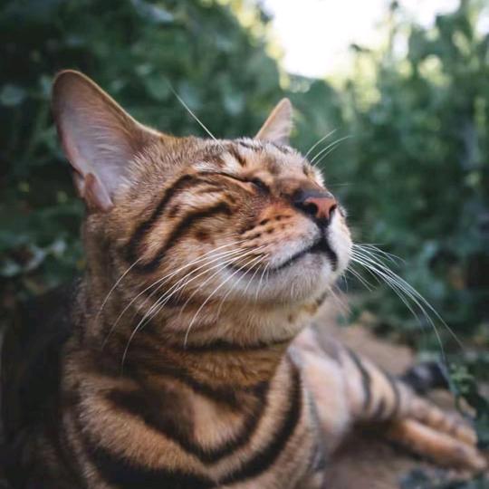 猫仔🎋 ོᩚᩚ