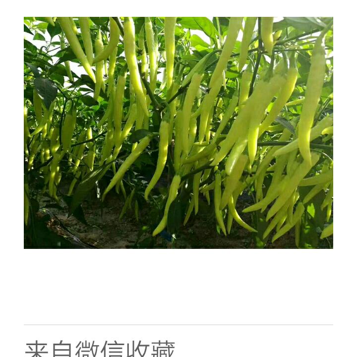 正大育苗基地