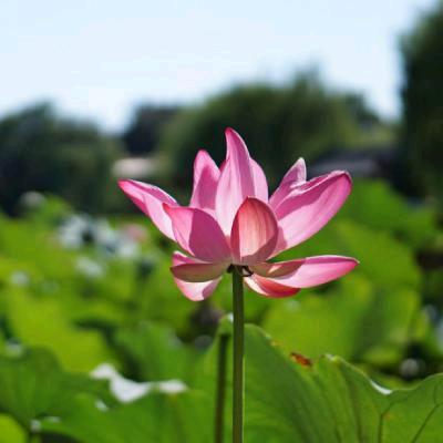 腰鼓舞团，团长老袁