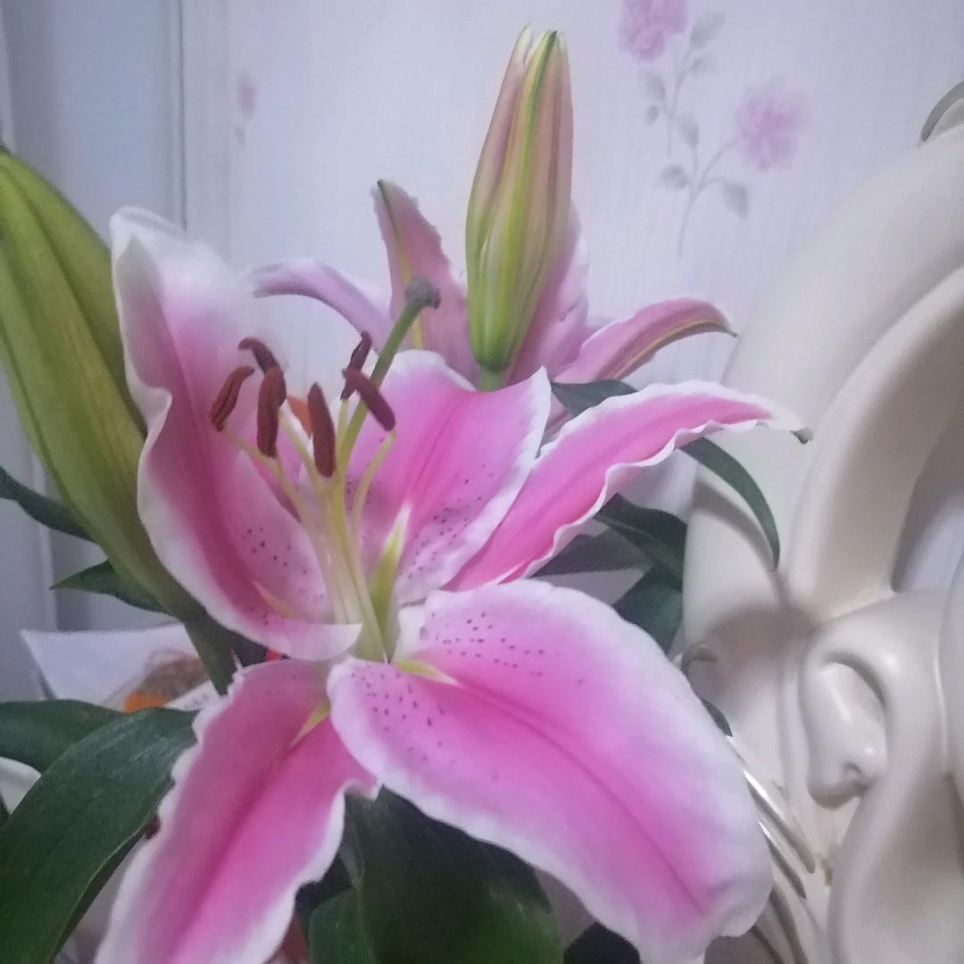 莉莉姐。
