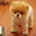 喜洋洋1402907