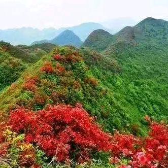 花泪痕