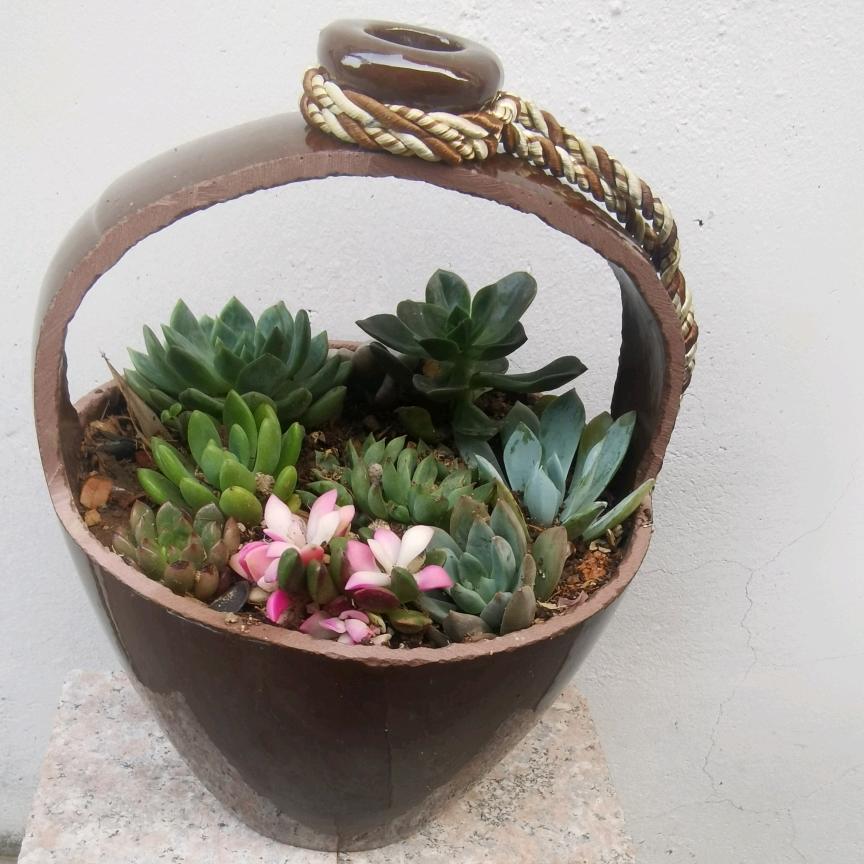 等风等雨等太阳