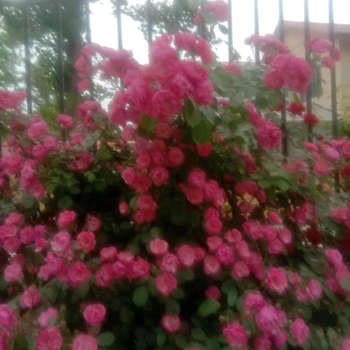 快乐快乐快乐，妈妈。