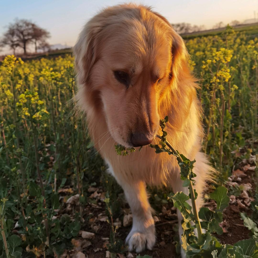 这个笨笨不太笨