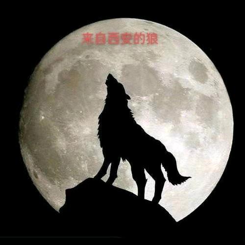 来自西安的狼