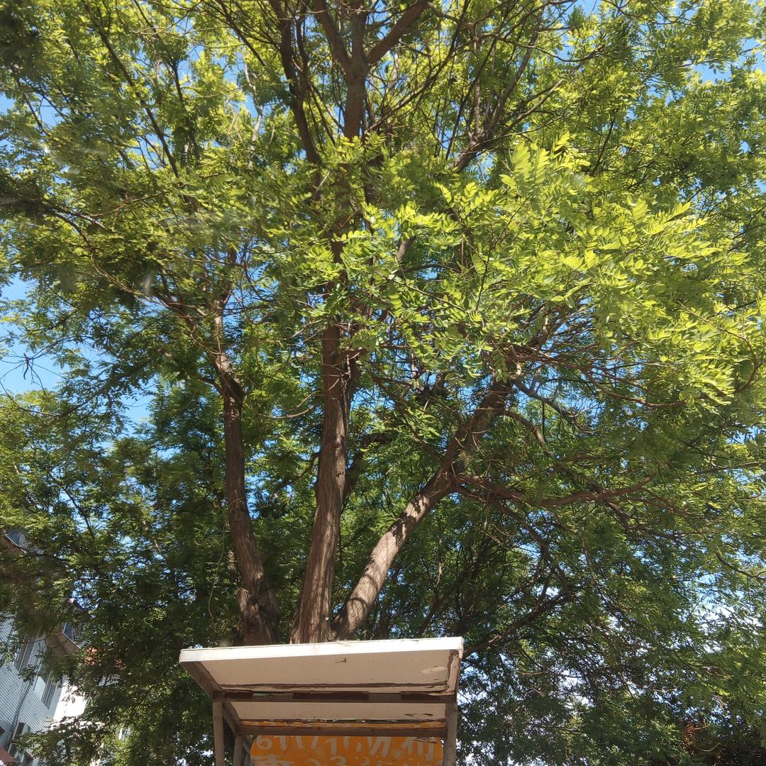 史丙杰