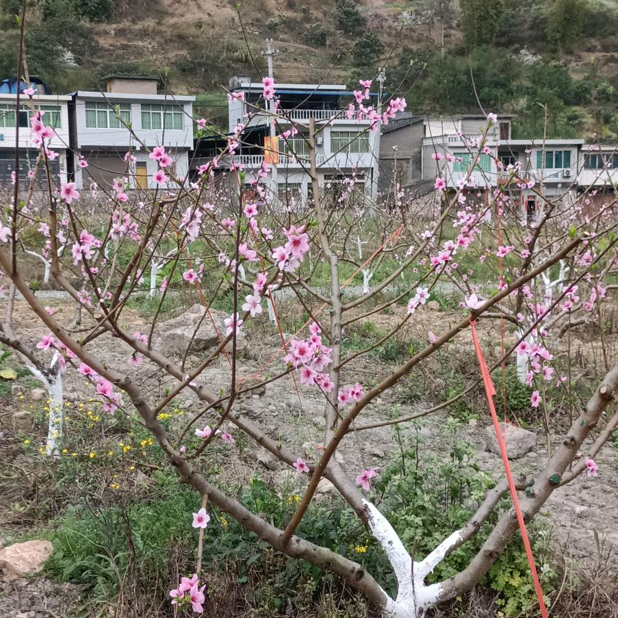 李松桃《松坎白花桃》