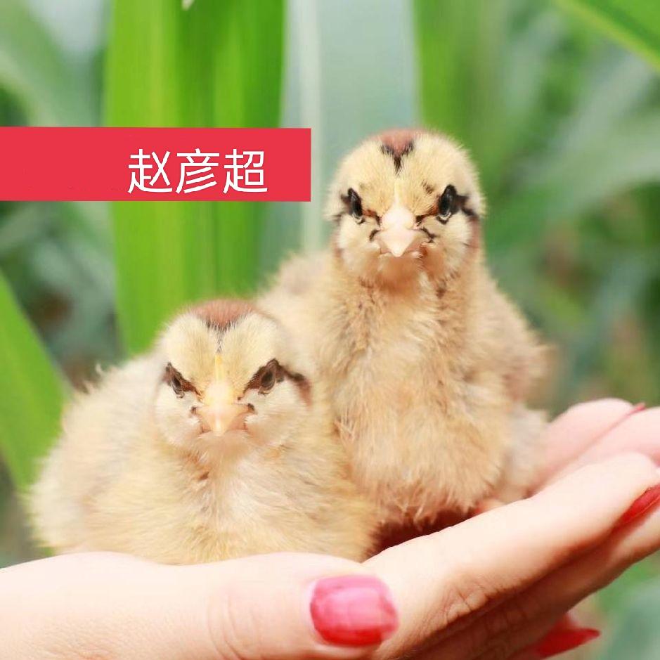 赵彦超种鸡厂鸡苗 孵化