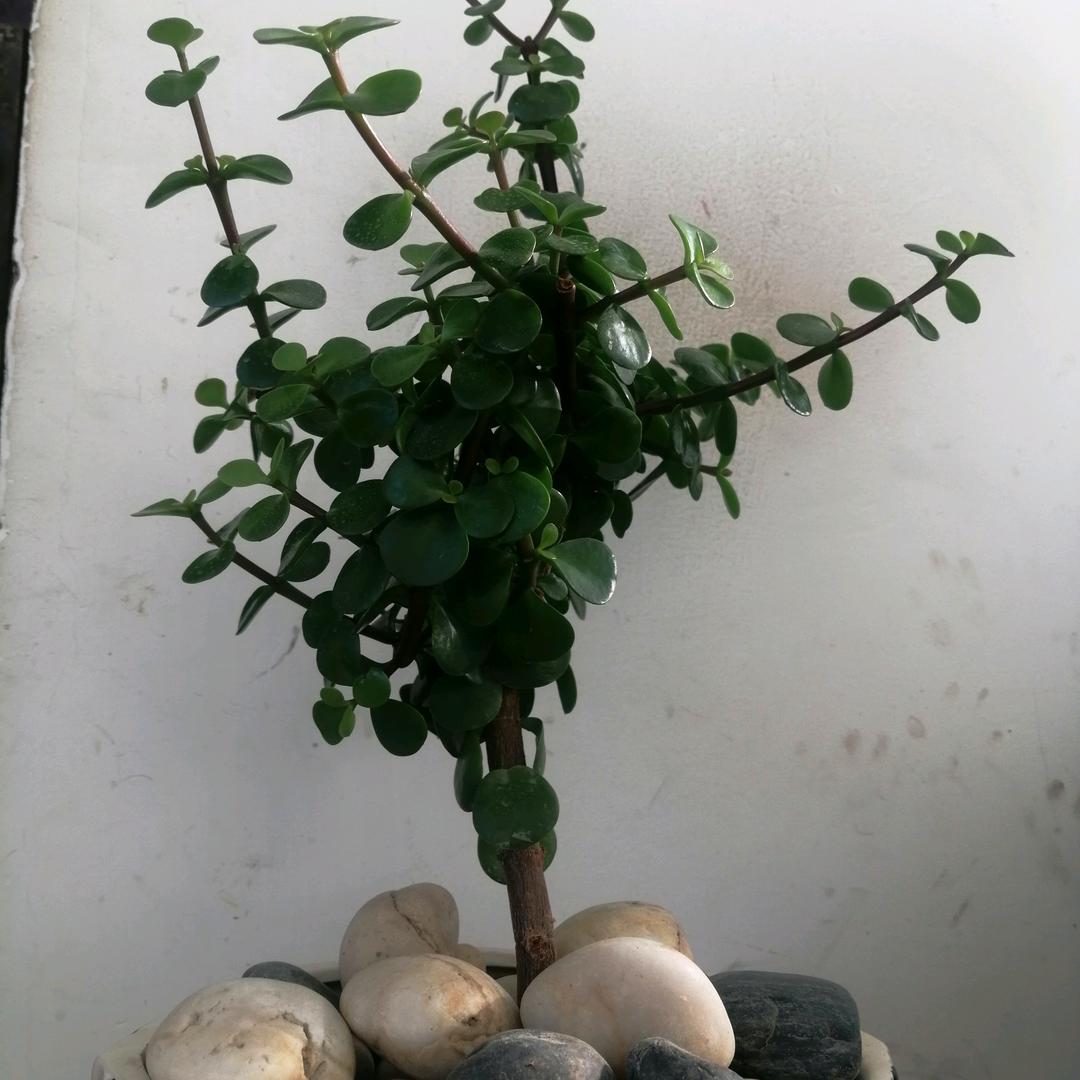 新庄