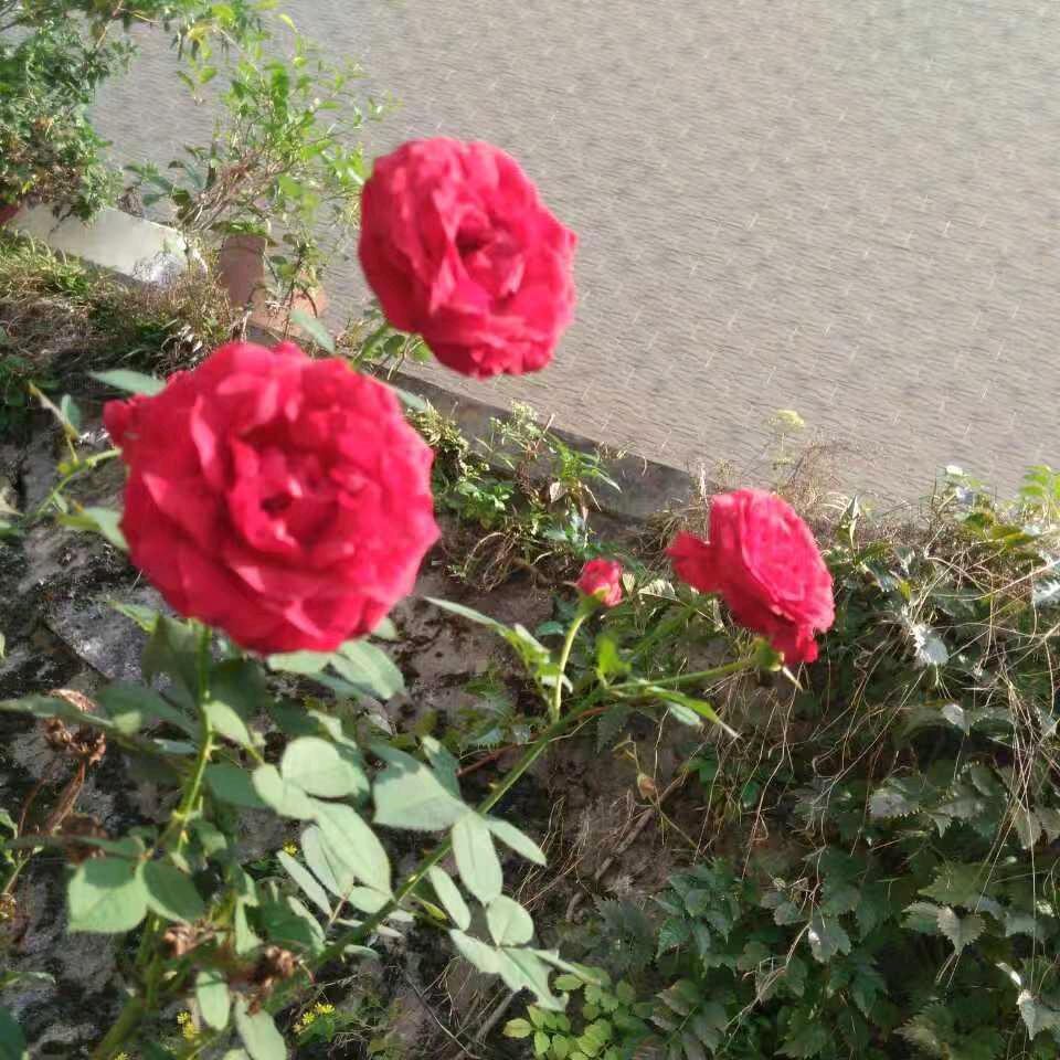 刘向娇