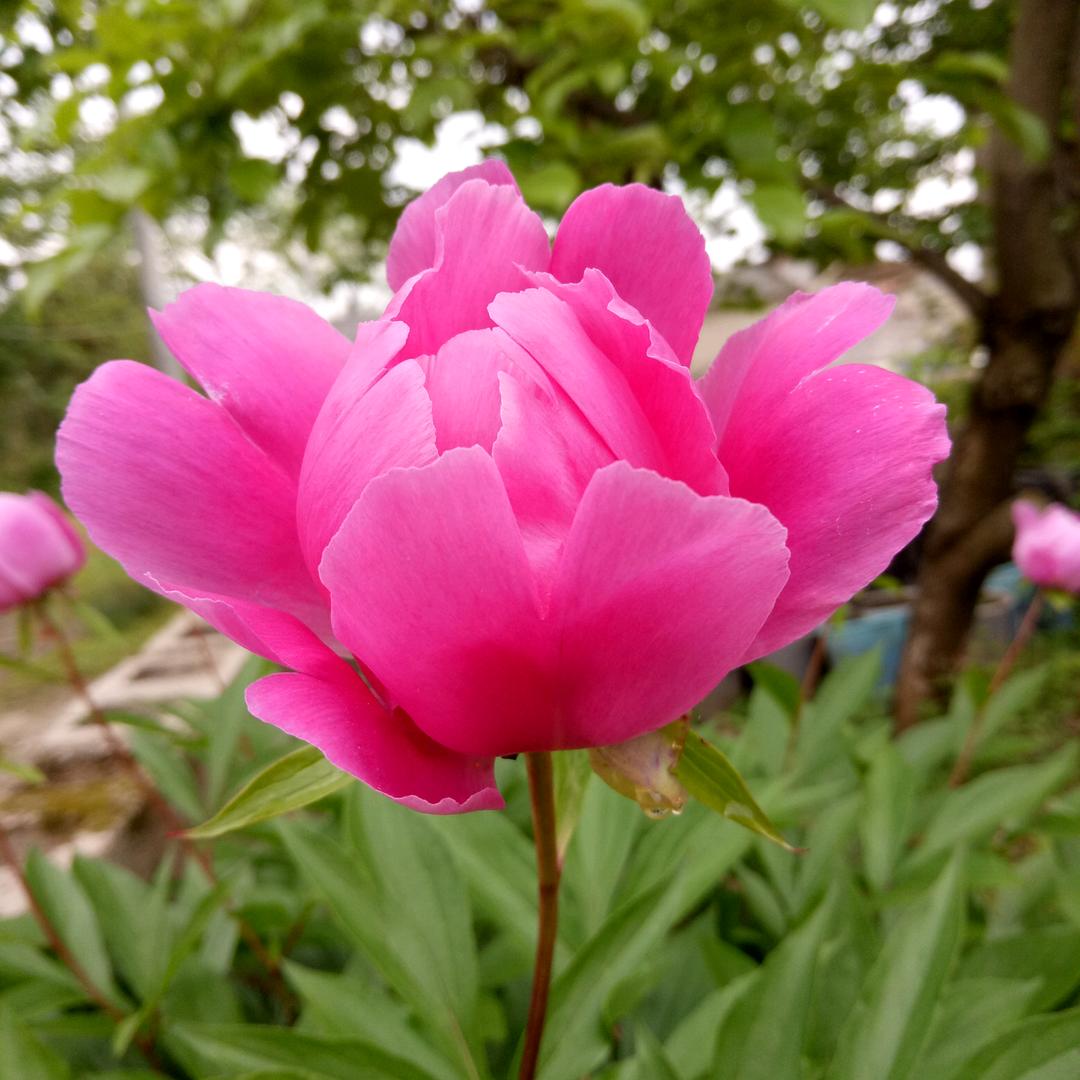 (*˘︶˘*).。.:*♡卓玛