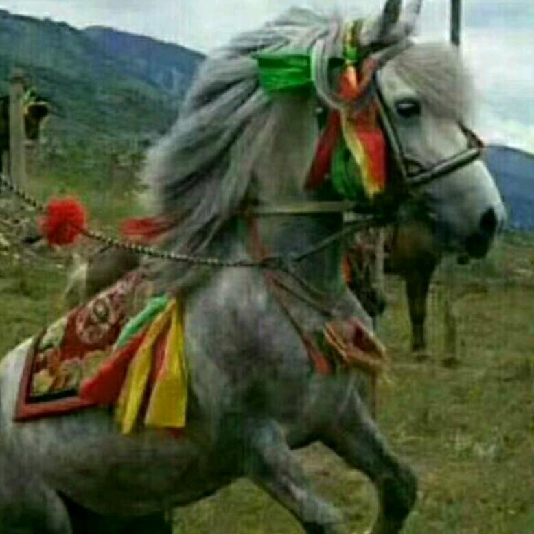 格桑郎加💚💝💜