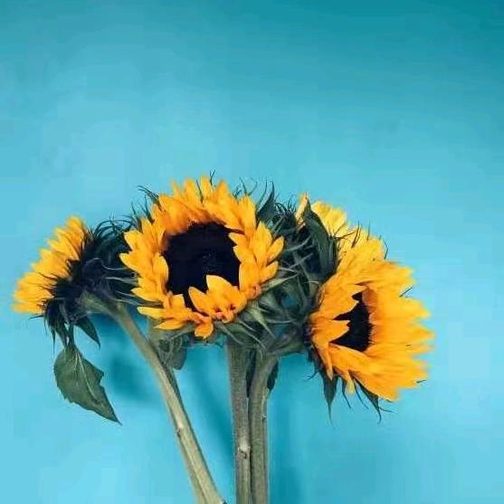 是小赵护士呀（🌻🌻🌻）