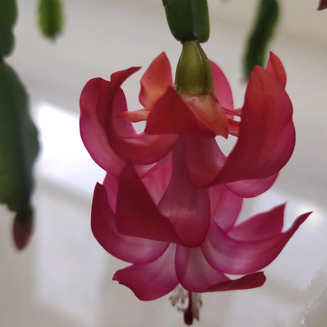 桑榆非晚