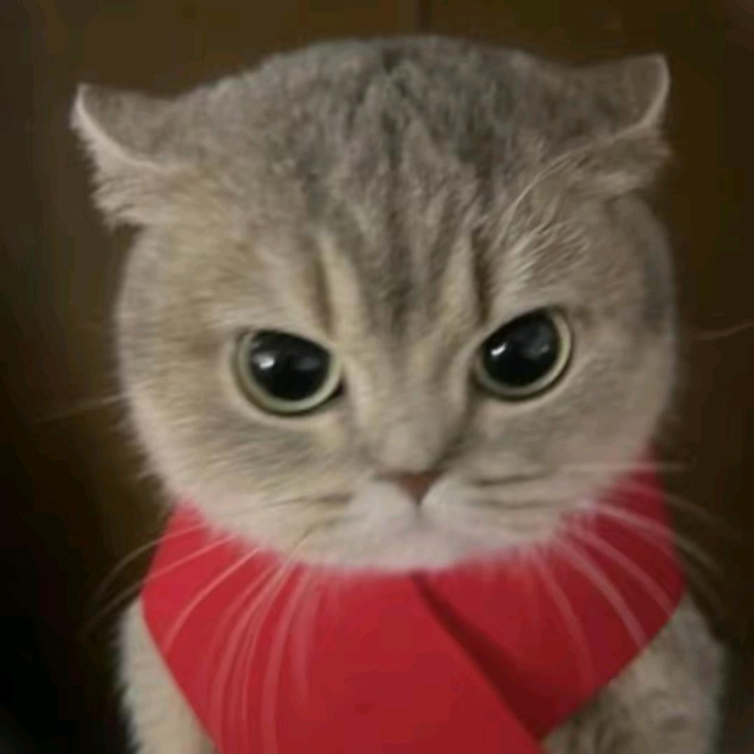 猫也不知道