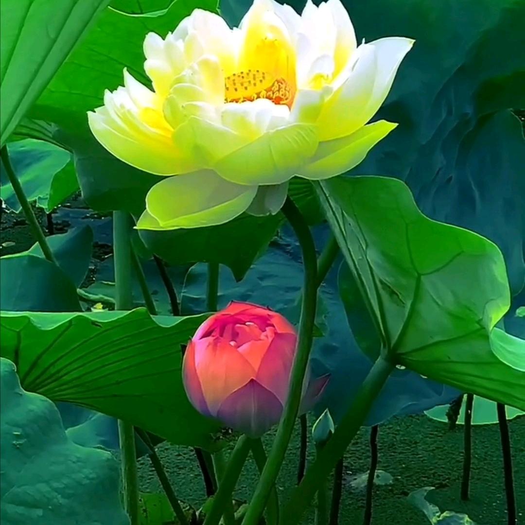 六月莲