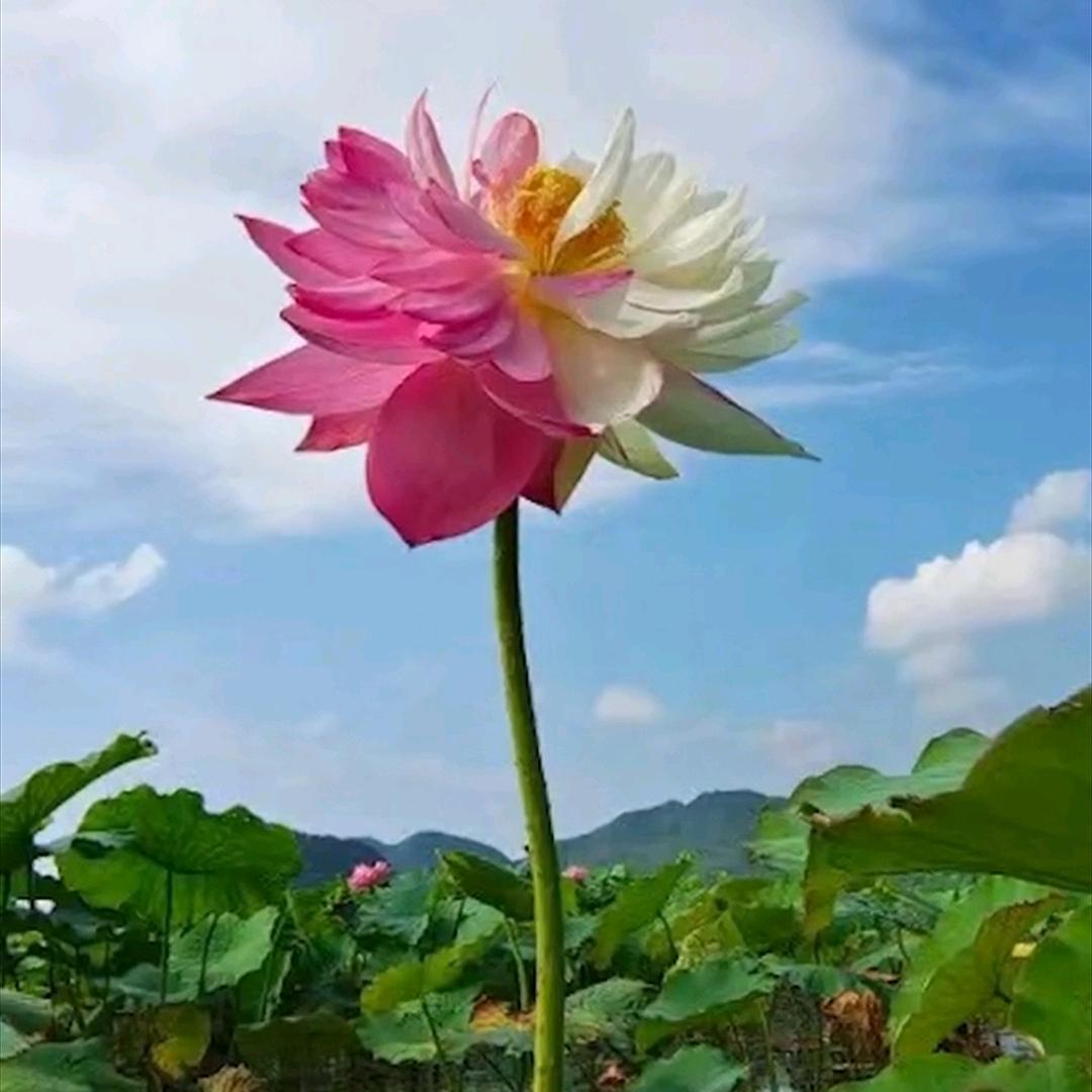 心中有你