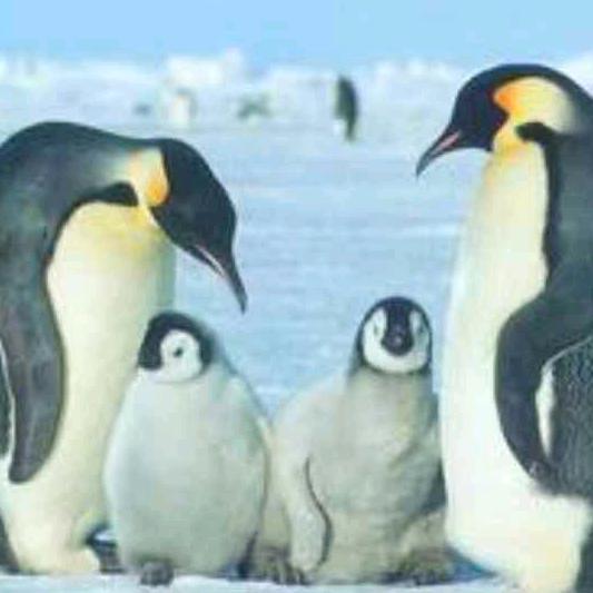 企鹅(好物推荐)