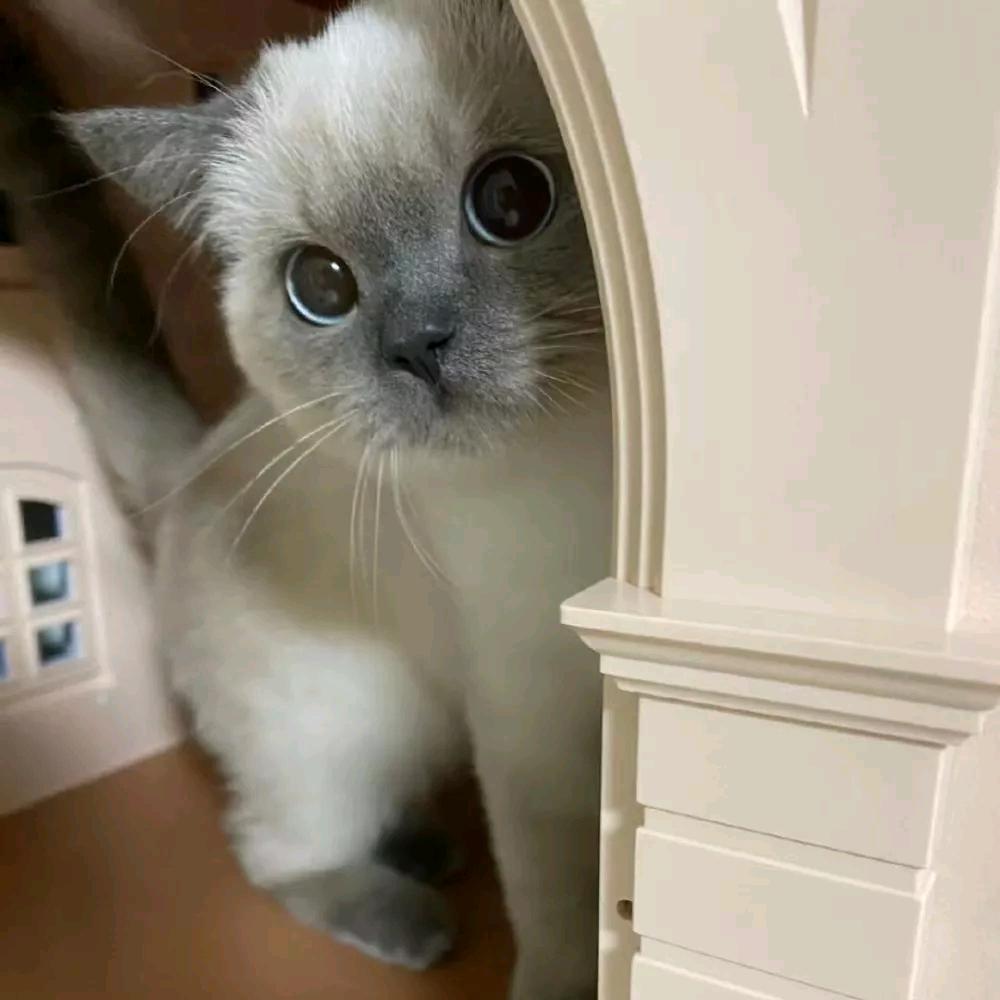 小猫板凳