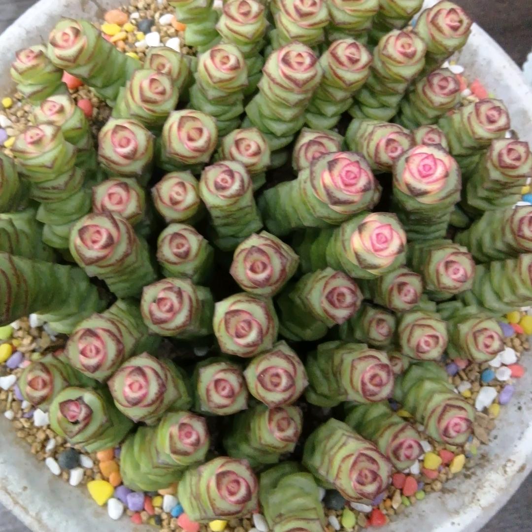 钱串串🍡