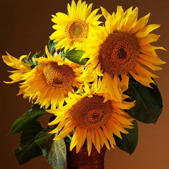 创造更好的明天