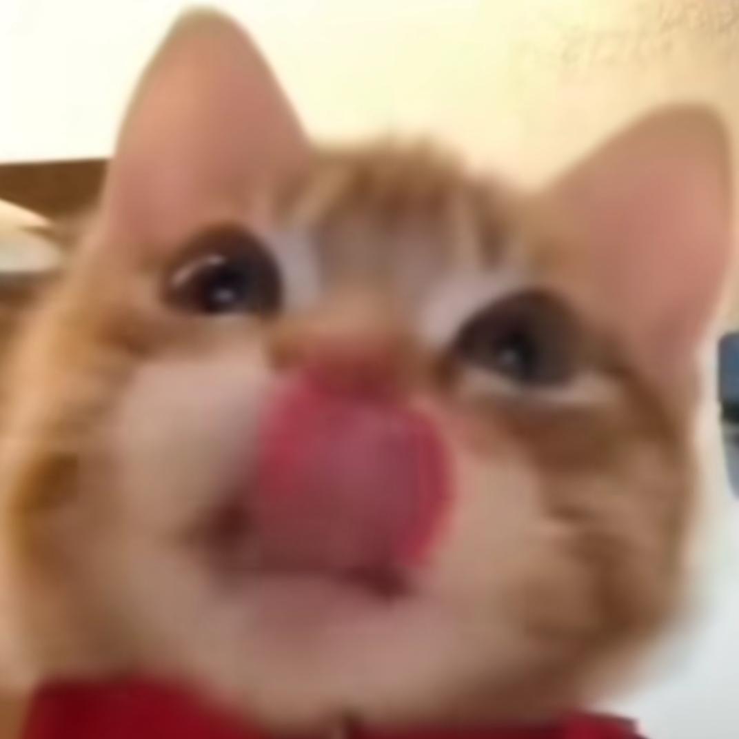 猫猫表情包
