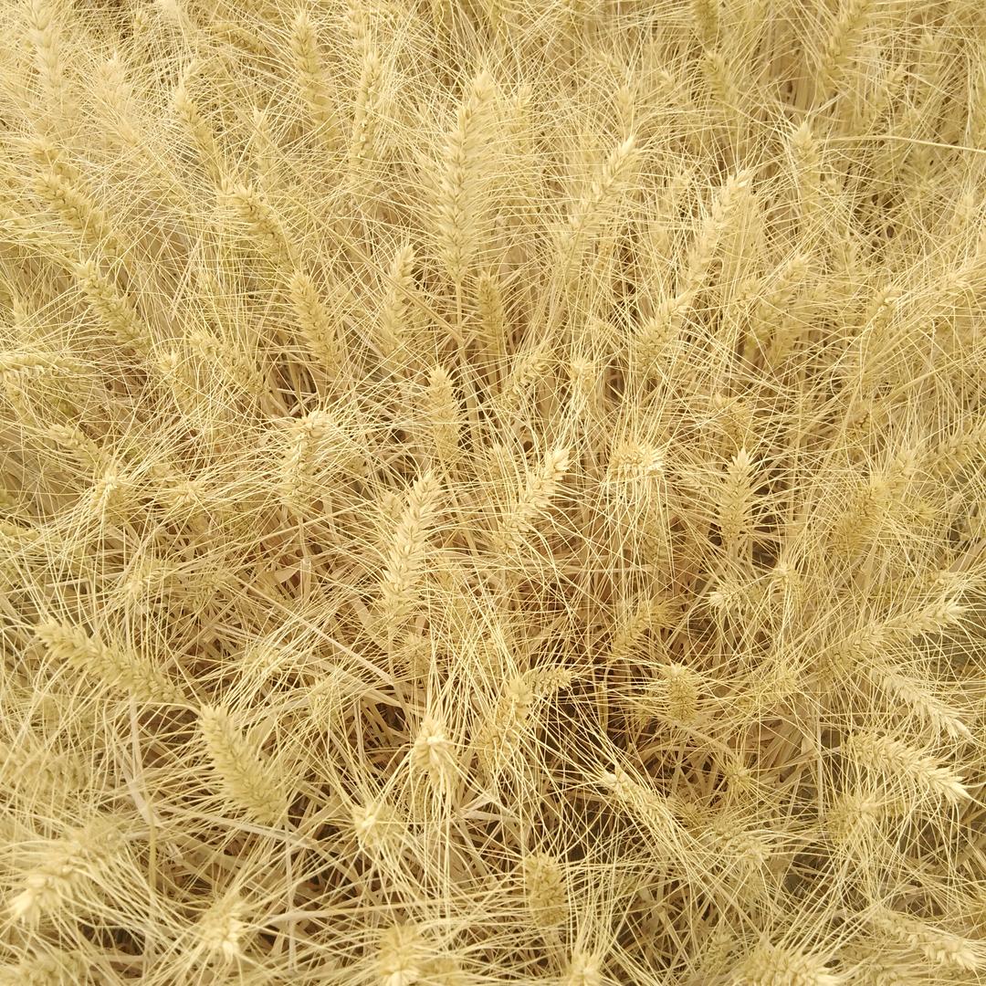 香疆干果