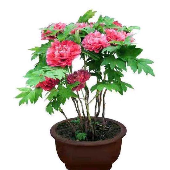 《夏天牡丹》