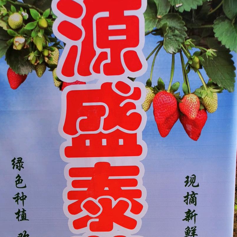 种草莓呢小婆娘