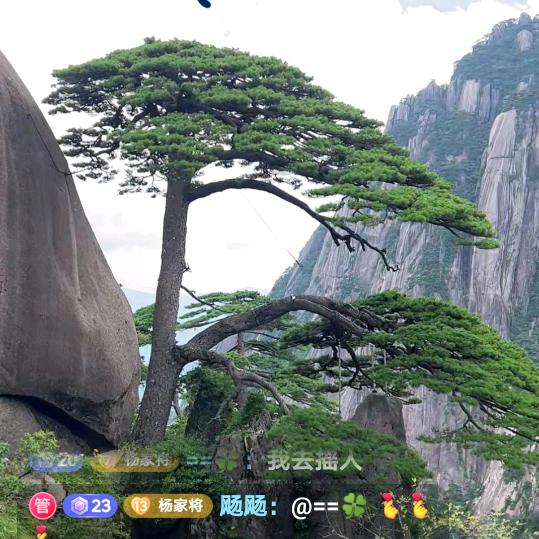 柳柳